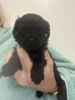 Black Girl, a female Poodle - Toy  for sale in Tampa, FL – Photo 2 of 6