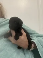 Black Girl, a female Poodle - Toy  for sale in Tampa, FL – Photo 5 of 6
