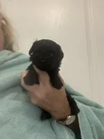 Black Girl, a female Poodle - Toy  for sale in Tampa, FL – Photo 6 of 6