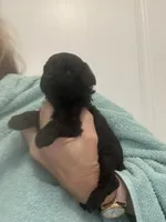 Black Girl, a female Poodle - Toy  for sale in Tampa, FL – Photo 4 of 6