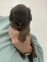 DarkApricot/Chocolate Black mix, a male Poodle - Toy  for sale in Tampa, FL – 4 of 10