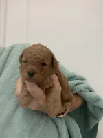 DeepDarkRedApricotGirl, a female Poodle - Toy  for sale in Tampa, FL – 3 of 3