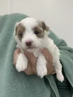 White/ApricotPatchesGirl, a female Maltipoo for sale in Tampa, FL – 2 of 8