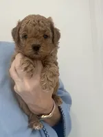 Dark Red Apricot Girl, a female Maltipoo for sale in Tampa, FL – 3 of 3
