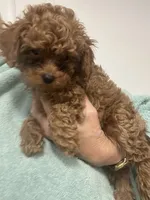 READY NOW DarkestApricotBoy, a male Poodle - Toy  for sale in Tampa, FL – 2 of 3