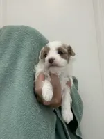 White/ApricotPatchesGirl, a female Maltipoo for sale in Tampa, FL – 4 of 8