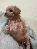ApricotGirl, a female Poodle - Toy  for sale in Tampa, FL – 4 of 6