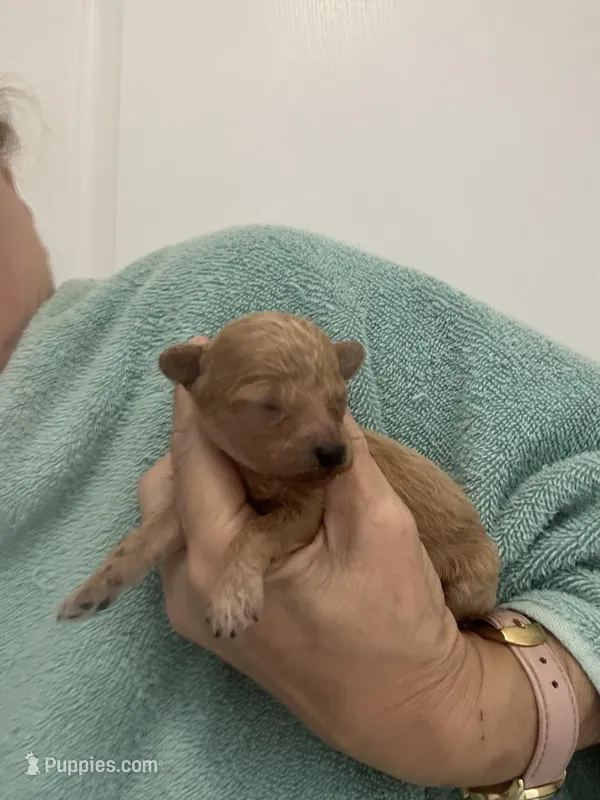 DarkApricotGirl – Poodle - Toy  puppy for sale in Tampa, FL