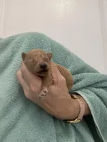 DarkApricotGirl, a female Poodle - Toy  for sale in Tampa, FL – Photo 4 of 5