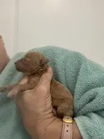 DarkApricotGirl, a female Poodle - Toy  for sale in Tampa, FL – Photo 5 of 5