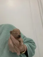 DarkApricotGirl, a female Poodle - Toy  for sale in Tampa, FL – Photo 2 of 5