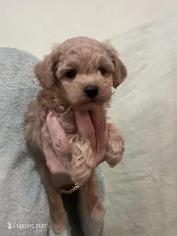 ApricotGirl – Poodle - Toy  puppy for sale in Tampa, FL