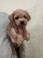 ApricotGirl, a female Poodle - Toy  for sale in Tampa, FL – 1 of 6