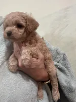 ApricotGirl, a female Poodle - Toy  for sale in Tampa, FL – 6 of 6