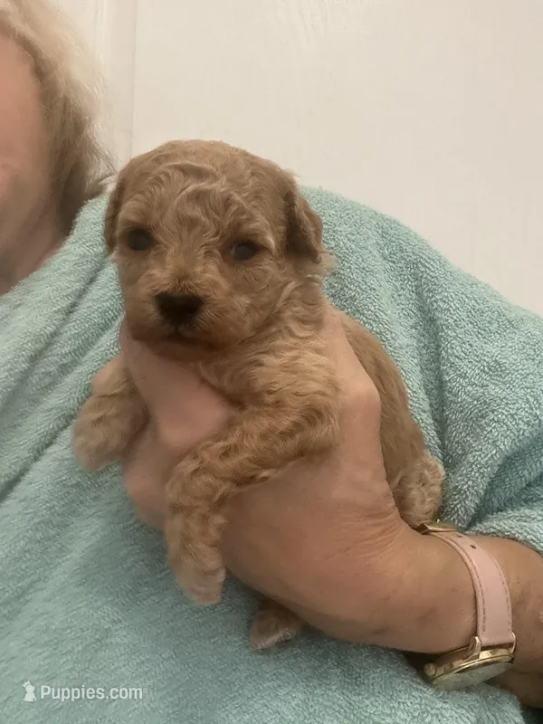 DarkApricotGirl – Poodle - Toy  puppy for sale in Tampa, FL