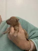 DarkApricotGirl, a female Poodle - Toy  for sale in Tampa, FL – Photo 3 of 5