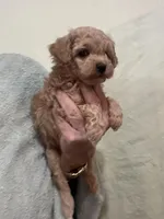 ApricotGirl, a female Poodle - Toy  for sale in Tampa, FL – 2 of 6