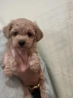 ApricotGirl, a female Poodle - Toy  for sale in Tampa, FL – 5 of 6