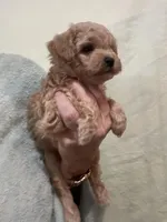ApricotGirl, a female Poodle - Toy  for sale in Tampa, FL – 3 of 6