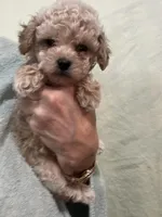 ReadyNow!!ApricotGirl/White Frost, a female Poodle - Toy  for sale in Tampa, FL – 6 of 7