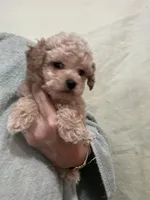 ReadyNow!!ApricotGirl/White Frost, a female Poodle - Toy  for sale in Tampa, FL – 5 of 7