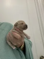 ApricotGirl, a female Poodle - Toy  for sale in Tampa, FL – Photo 5 of 8