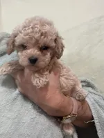 ReadyNow!!ApricotGirl/White Frost, a female Poodle - Toy  for sale in Tampa, FL – 3 of 7