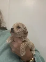 ApricotGirl/White Frost, a female Poodle - Toy  for sale in Tampa, FL – Photo 3 of 8