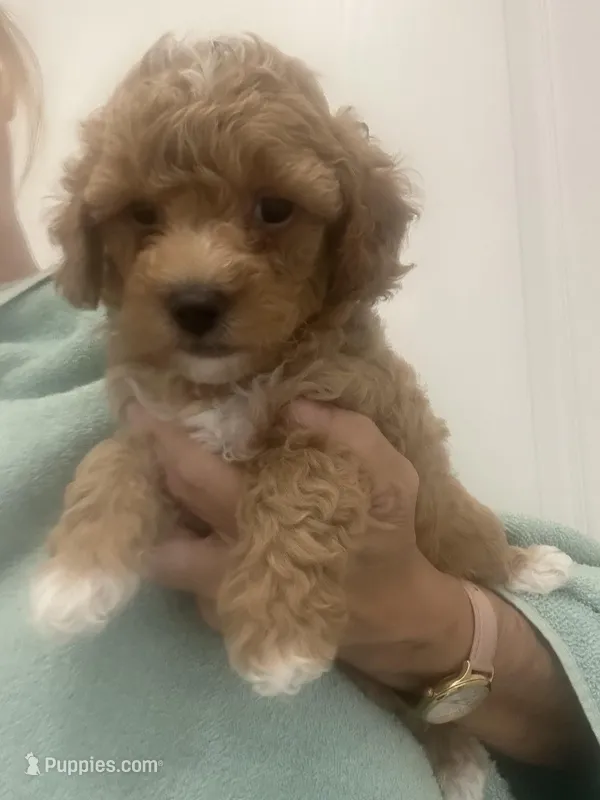 Apricot/White Markings Boy, a male Poodle - Toy  for sale in Tampa, FL – Photo 1 of 7