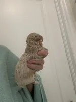 ApricotGirl, a female Poodle - Toy  for sale in Tampa, FL – Photo 4 of 8