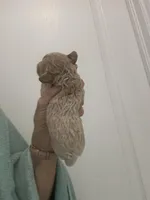 ApricotGirl, a female Poodle - Toy  for sale in Tampa, FL – Photo 3 of 8