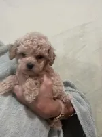 ReadyNow!!ApricotGirl/White Frost, a female Poodle - Toy  for sale in Tampa, FL – 2 of 7