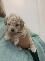 ApricotGirl/White Frost, a female Poodle - Toy  for sale in Tampa, FL – Photo 6 of 8