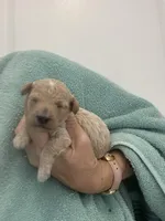 ApricotGirl, a female Poodle - Toy  for sale in Tampa, FL – Photo 8 of 8