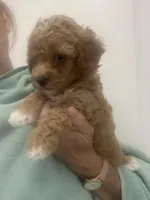 Apricot/White Markings Boy, a male Poodle - Toy  for sale in Tampa, FL – Photo 3 of 7