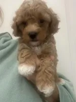 Apricot/White Markings Boy, a male Poodle - Toy  for sale in Tampa, FL – Photo 6 of 7