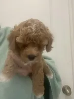 Apricot/White Markings Boy, a male Poodle - Toy  for sale in Tampa, FL – Photo 4 of 7