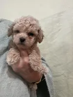 ReadyNow!!ApricotGirl/White Frost, a female Poodle - Toy  for sale in Tampa, FL – 4 of 7