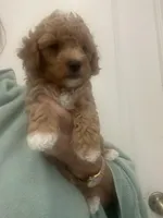 Apricot/White Markings Boy, a male Poodle - Toy  for sale in Tampa, FL – Photo 7 of 7