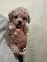 ReadyNow!!ApricotGirl/White Frost, a female Poodle - Toy  for sale in Tampa, FL – 7 of 7