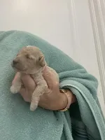 ApricotGirl, a female Poodle - Toy  for sale in Tampa, FL – Photo 7 of 8