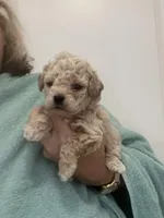 ApricotGirl/White Frost, a female Poodle - Toy  for sale in Tampa, FL – Photo 7 of 8