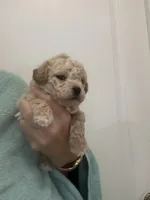 ApricotGirl/White Frost, a female Poodle - Toy  for sale in Tampa, FL – Photo 2 of 8