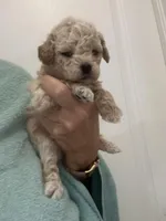 ApricotGirl/White Frost, a female Poodle - Toy  for sale in Tampa, FL – Photo 5 of 8