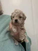 ApricotGirl/White Frost, a female Poodle - Toy  for sale in Tampa, FL – Photo 4 of 8