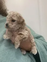 ApricotGirl/White Frost, a female Poodle - Toy  for sale in Tampa, FL – Photo 8 of 8