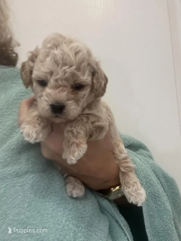 ApricotGirl/White Frost – Poodle - Toy  puppy for sale in Tampa, FL