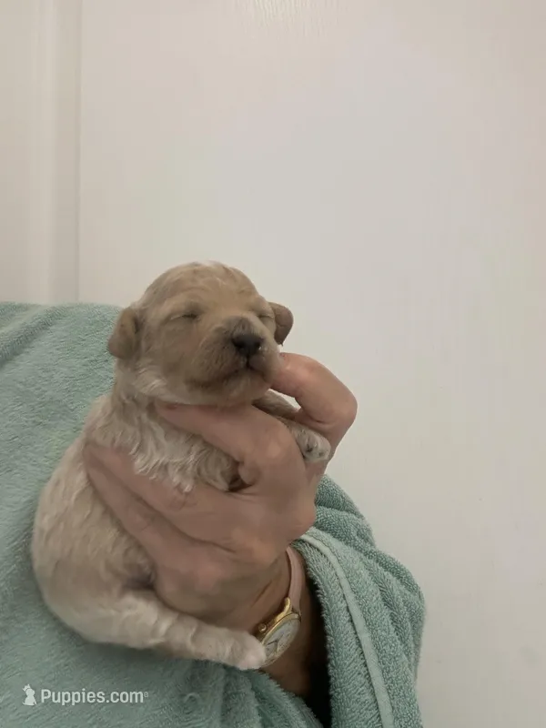 ApricotGirl – Poodle - Toy  puppy for sale in Tampa, FL