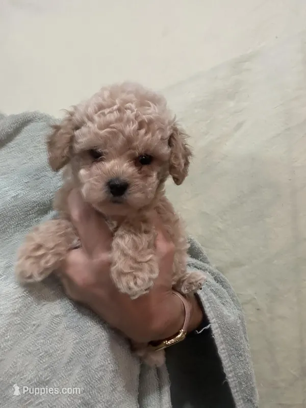 ApricotGirl/White Frost – Poodle - Toy  puppy for sale in Tampa, FL