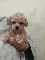 ReadyNow!!ApricotGirl/White Frost, a female Poodle - Toy  for sale in Tampa, FL – 1 of 7
